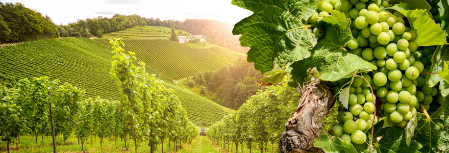 les vignes de Buzet